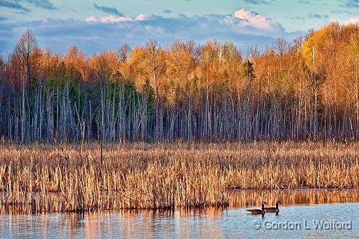 Marsh At Sunrise_09591.jpg - Photographed near Westport, Ontario, Canada.